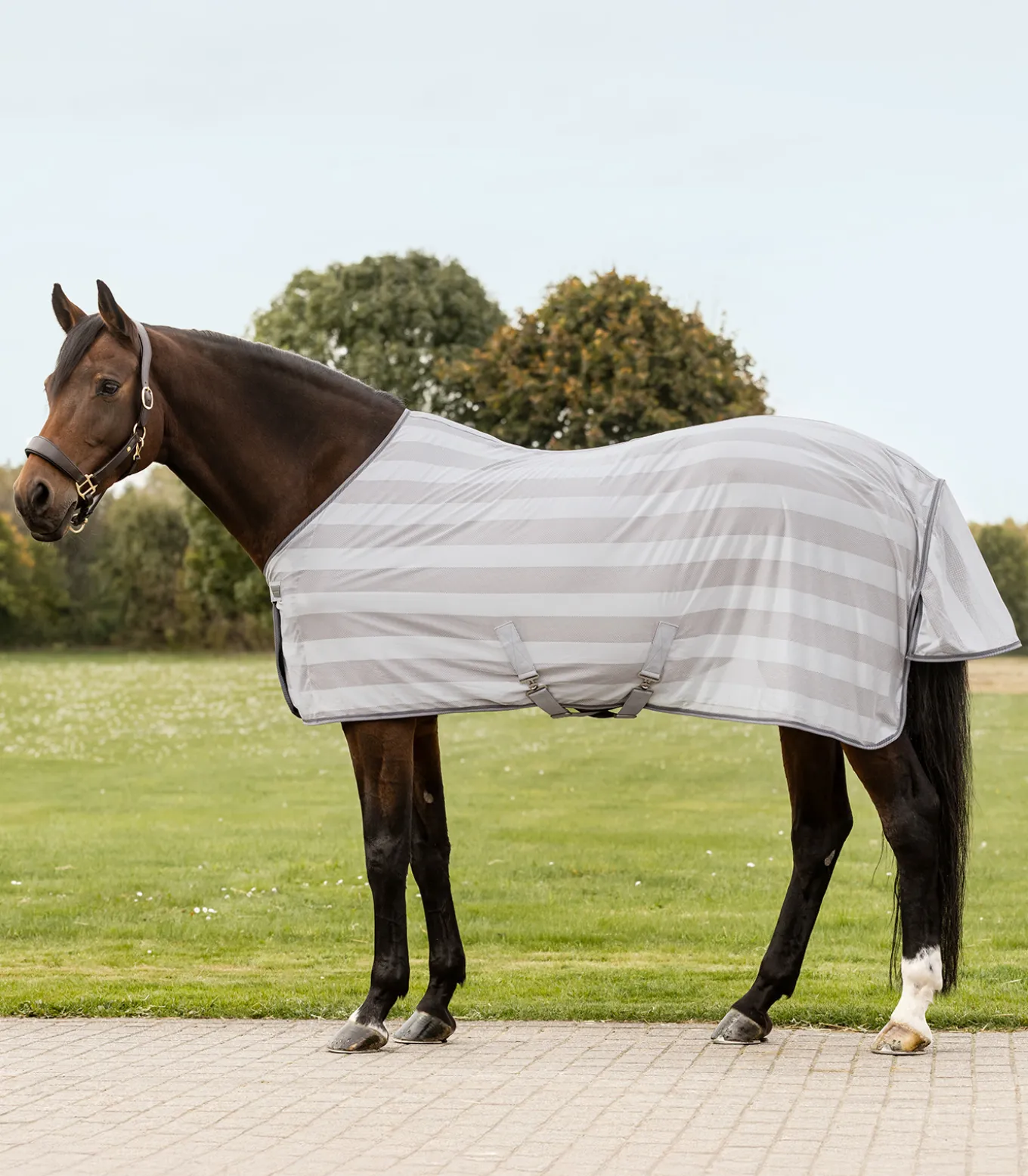 Fliegendecke Economic