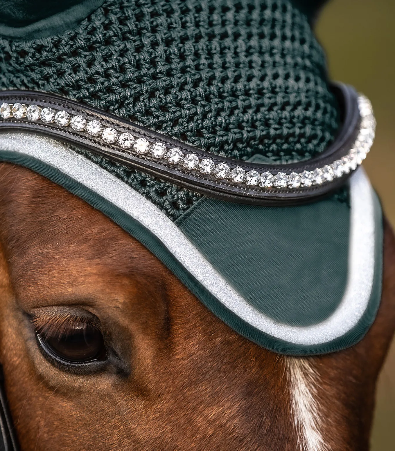 Fliegenohren Competition