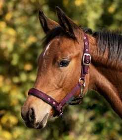 Fohlenhalfter Comfort