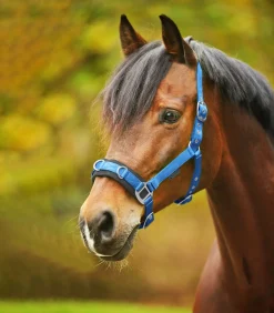 Longierhalfter Economic