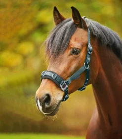 Longierhalfter Economic