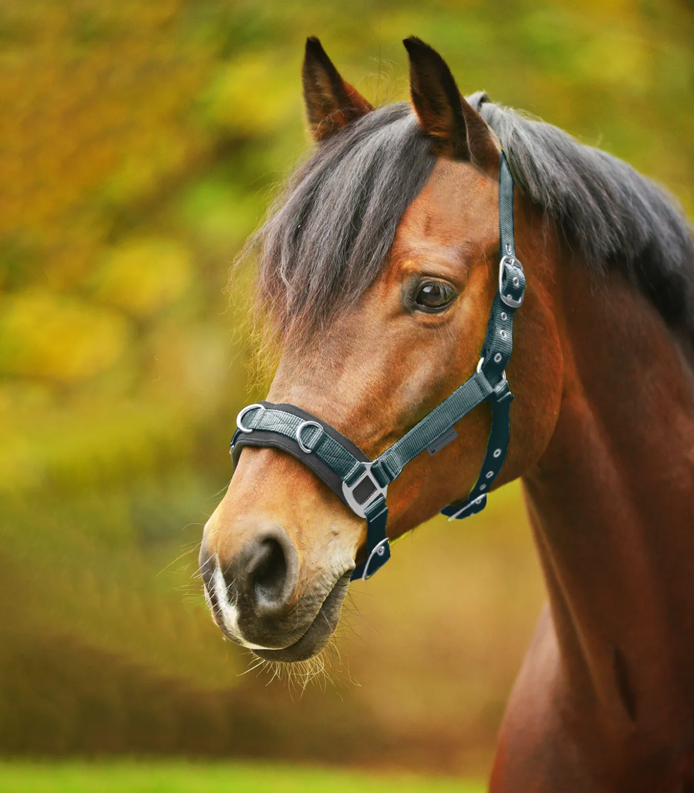 Longierhalfter Economic