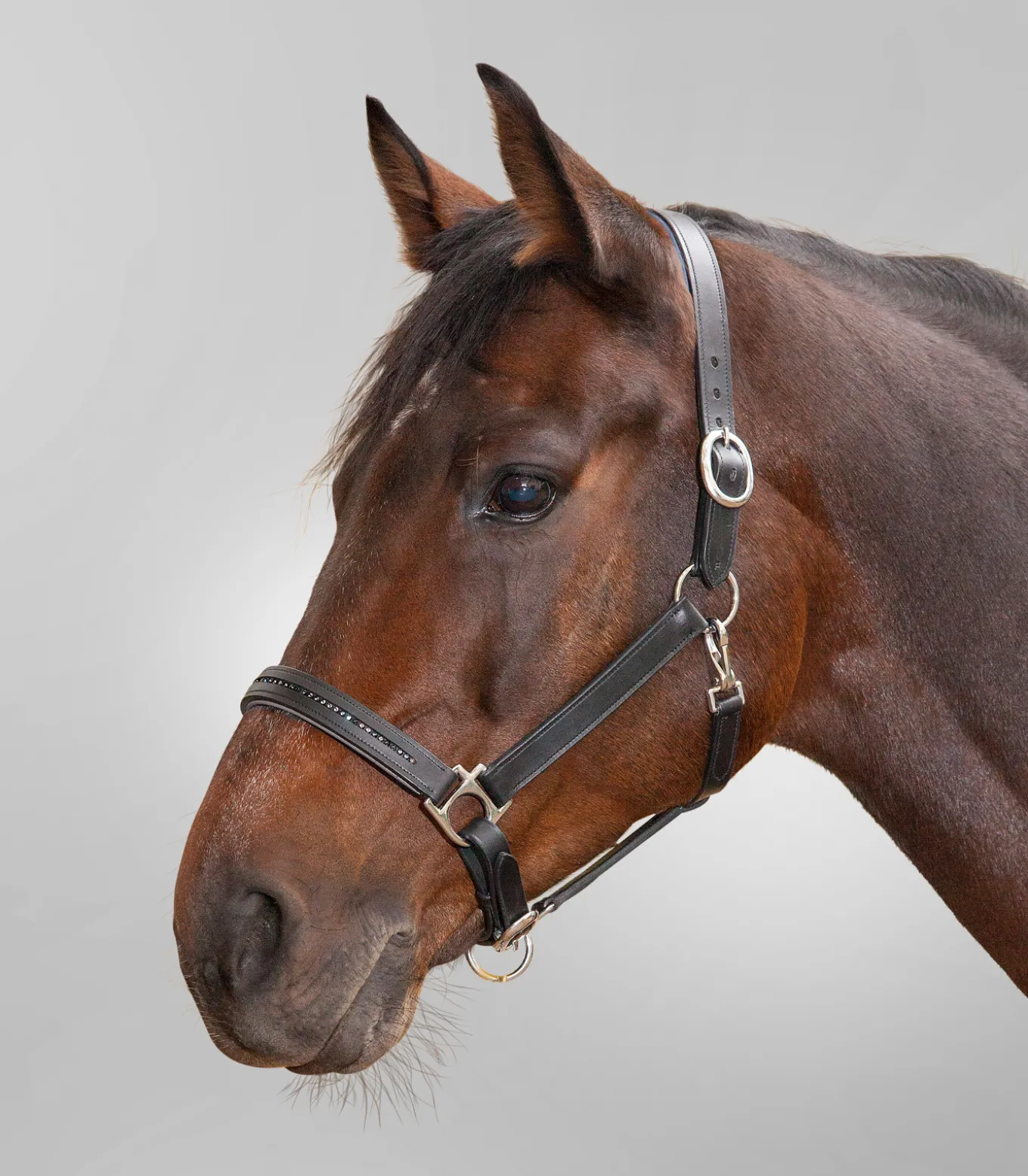 STAR Lederhalfter Diamond