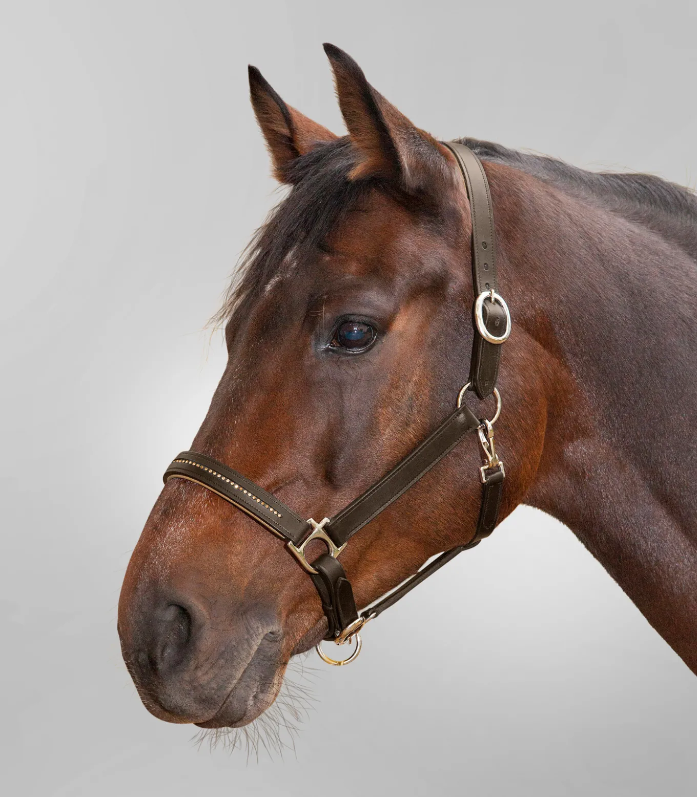 STAR Lederhalfter Diamond