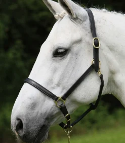 STAR Lederhalfter Robust