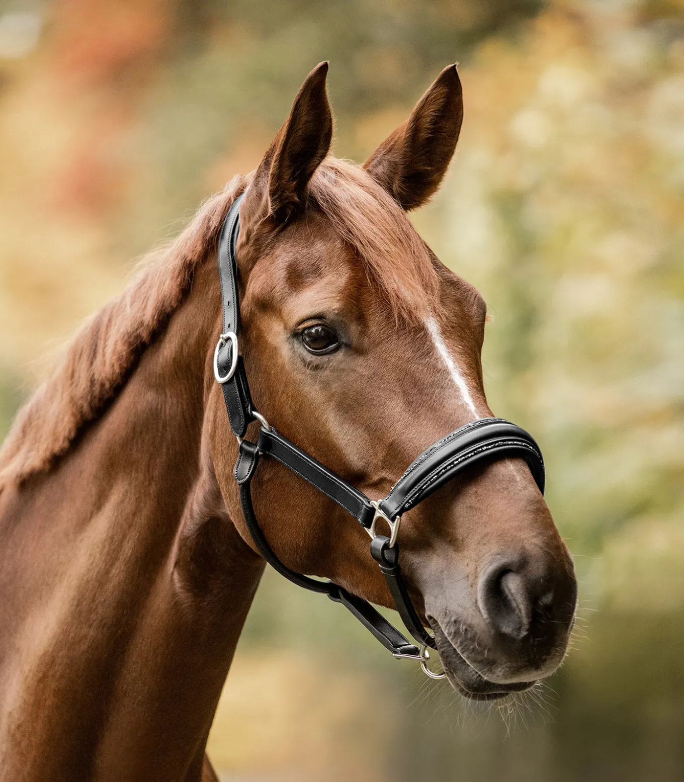 Waldhausen S-Line Lederhalfter Glamour