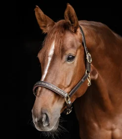 Waldhausen X-Line Lederhalfter Crystal