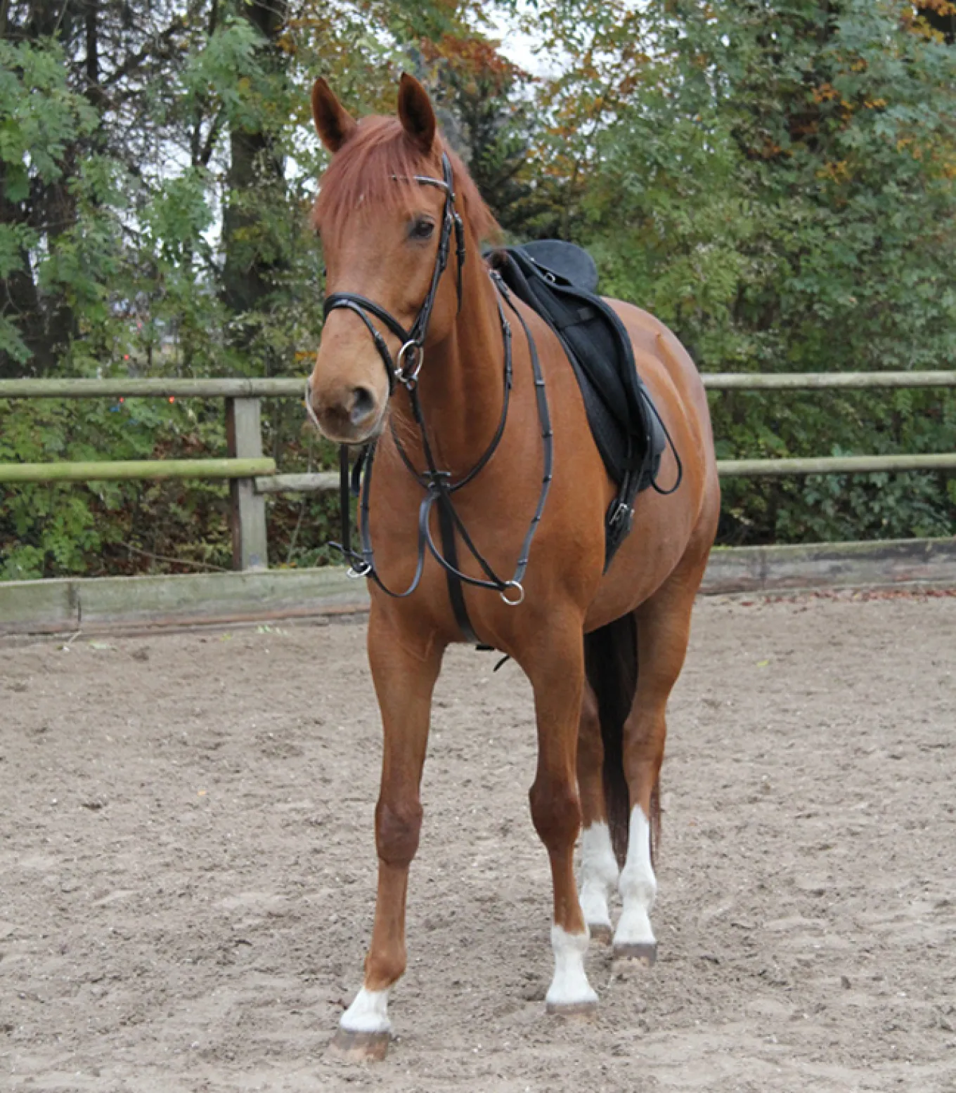 Waldhausen X-Line Martingal